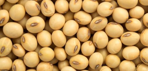 Macro of dry organic soya beans